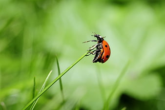 Close-up of a ladybug on a blade of grass