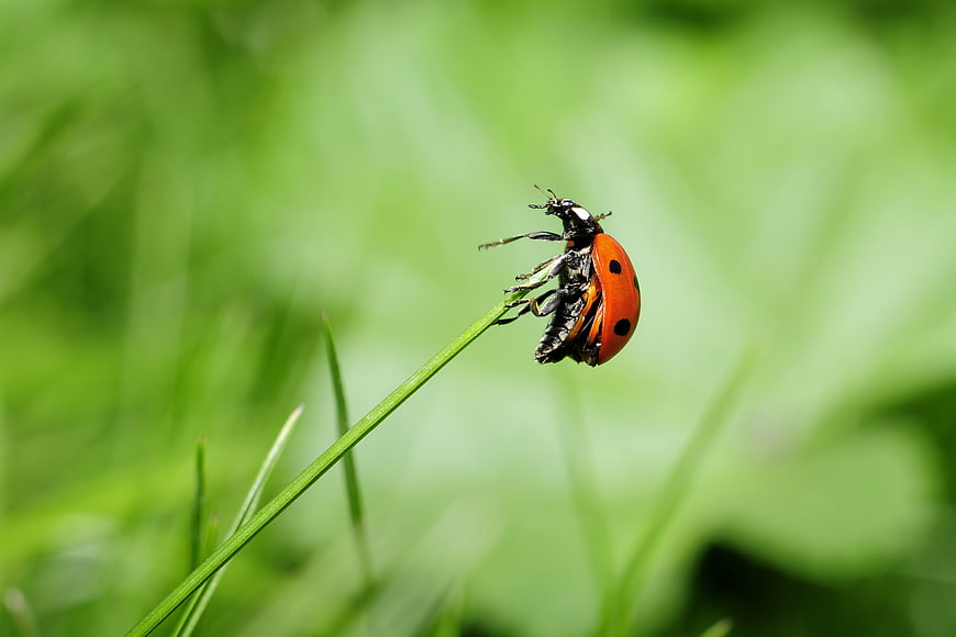 Close-up of a ladybug on a blade of grass
