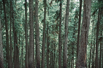 Dense pine forest with tall vertical tree trunks and green foliage