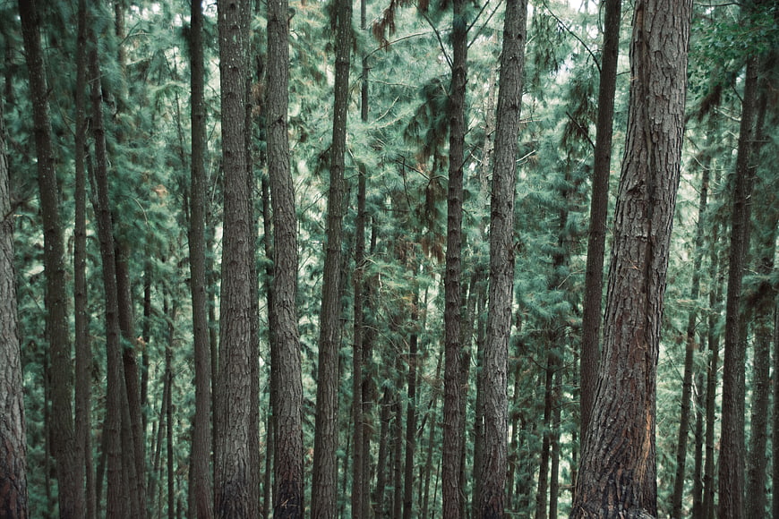 Dense pine forest with tall vertical tree trunks and green foliage