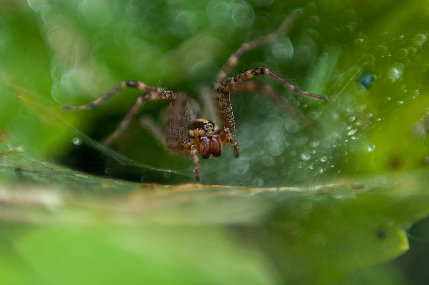 Macro photography of a brown spider on a web with dew drops