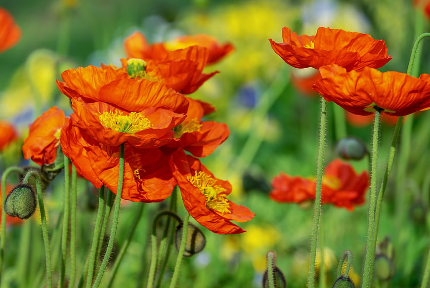 Vibrant Orange Poppies in a Sunny Meadow