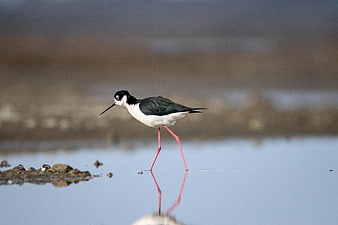 Black-winged Stilt Bird Walking in Shallow Water