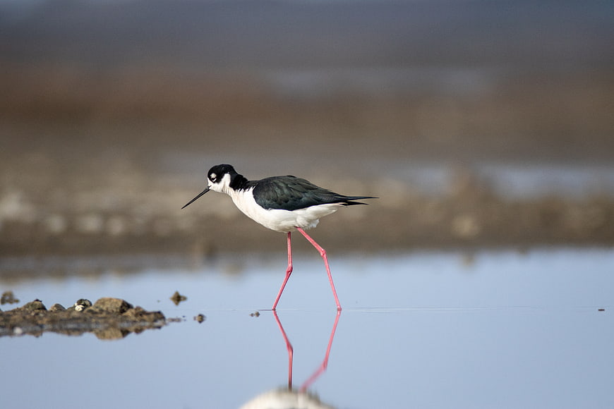 Black-winged Stilt Bird Walking in Shallow Water