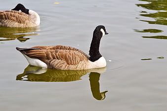 Canada Goose Swimming in Calm Pond Water