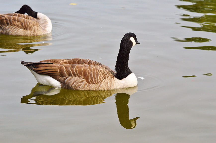 Canada Goose Swimming in Calm Pond Water