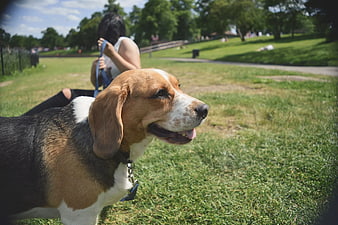 Happy Tricolor Beagle Dog in Park