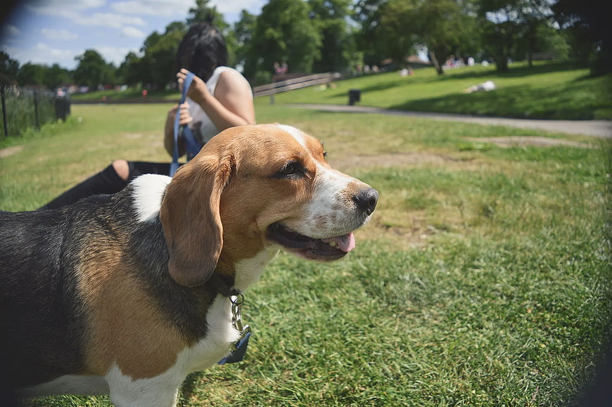 Happy Tricolor Beagle Dog in Park