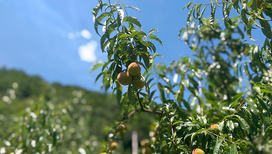 Ripe peaches hanging on a tree branch against a blue sky