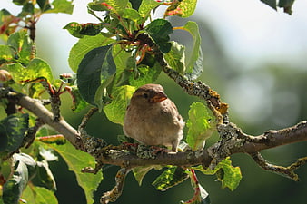 Small brown bird perched on lichen-covered tree branch