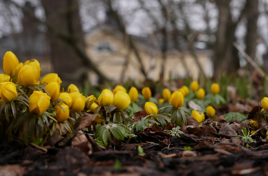 Yellow Lenten Roses Blooming in Early Spring Forest