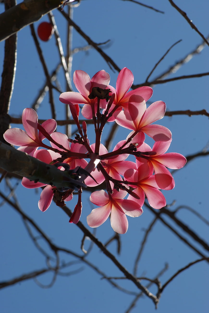 Pink Plumeria Flowers Against Blue Sky