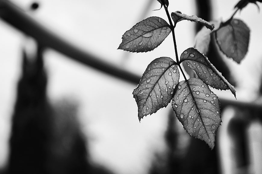 Black and white rose leaves with raindrops