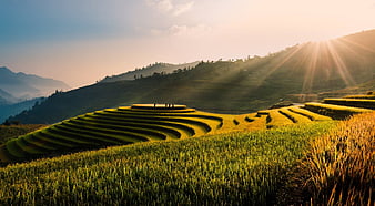 Golden Hour Rice Terraces in Vietnam with Sunburst and Distant Figures