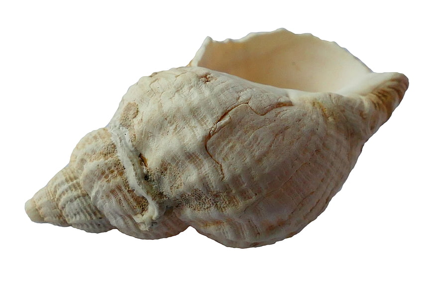 White Sea Shell Isolated on White Background