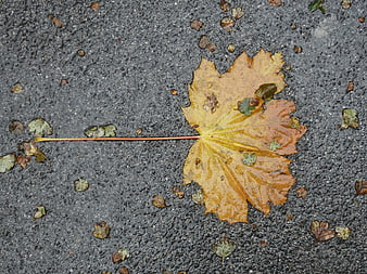 Wet yellow maple leaf on gray asphalt road