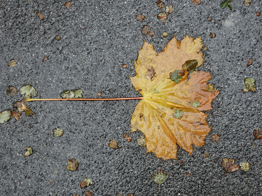 Wet yellow maple leaf on gray asphalt road