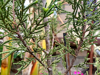 Close-up of green juniper branches with blurred background
