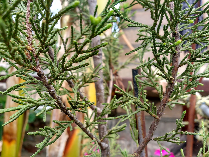 Close-up of green juniper branches with blurred background