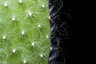 Macro Close-Up of Green Cactus Spines on Black Background