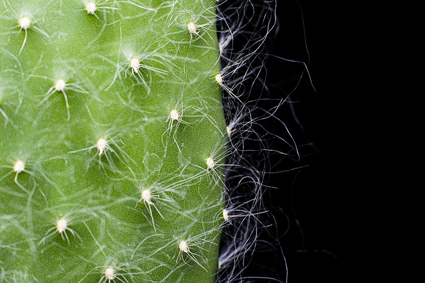 Macro Close-Up of Green Cactus Spines on Black Background