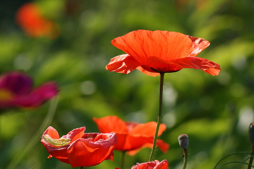 Vibrant Red Poppy Flower in Sunlit Garden