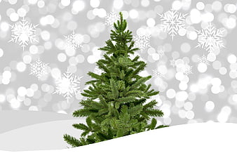 Green Christmas Tree on White Snow with Bokeh Background