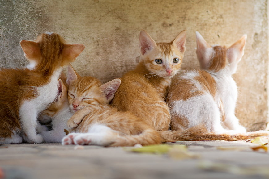 Group of Orange and White Kittens Resting Together