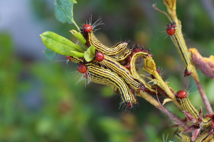 Close-up of yellow and black striped caterpillars on a branch