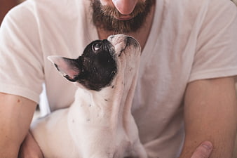 Man holding black and white French Bulldog puppy