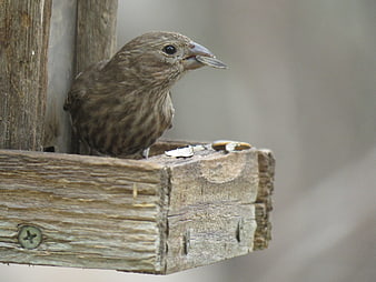 Small brown bird eating sunflower seed on wooden feeder