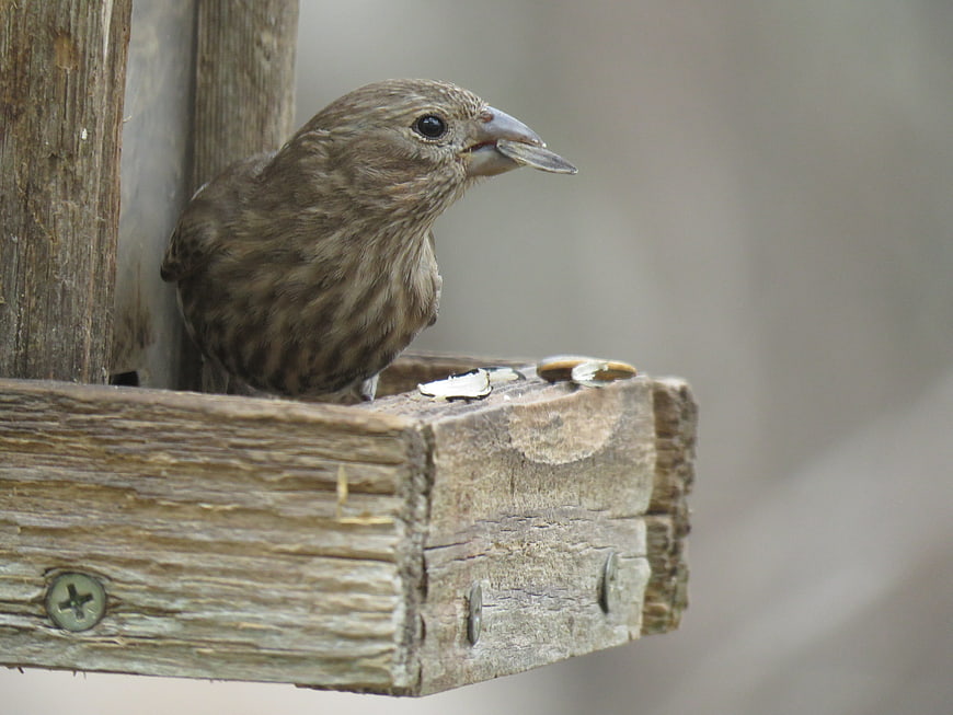Small brown bird eating sunflower seed on wooden feeder