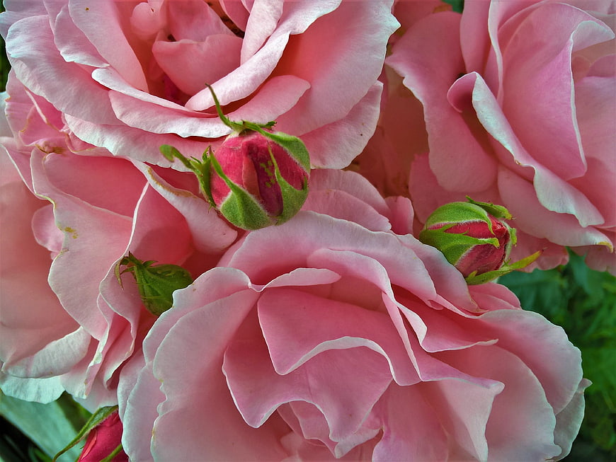 Close-up of pink roses and buds in a garden