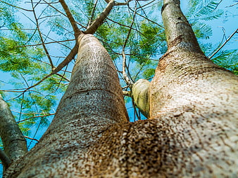 Low angle view of tall tree trunks against blue sky