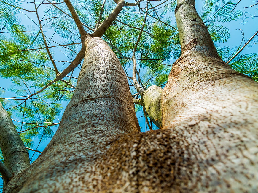 Low angle view of tall tree trunks against blue sky
