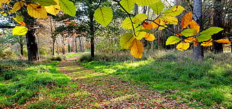 Sunlit Forest Path with Yellow Autumn Leaves