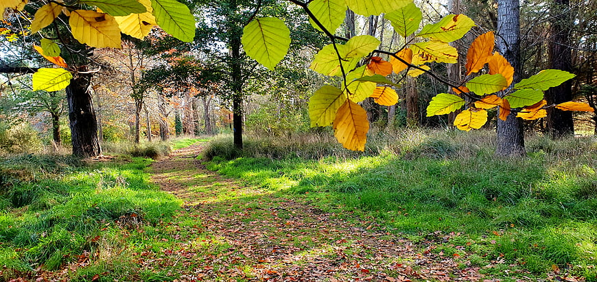 Sunlit Forest Path with Yellow Autumn Leaves
