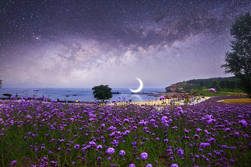 Purple flower field with starry night sky and crescent moon over the sea