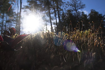 Low angle forest floor with sun flare and pine saplings