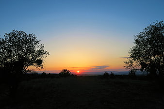 Silhouette of Trees Against a Vibrant Sunset Sky