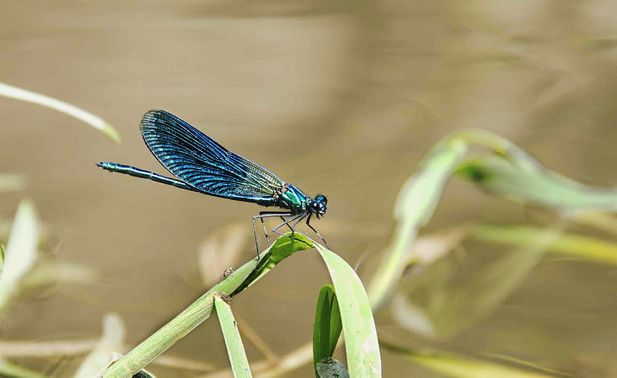 Blue Banded Demoiselle Dragonfly on Green Grass
