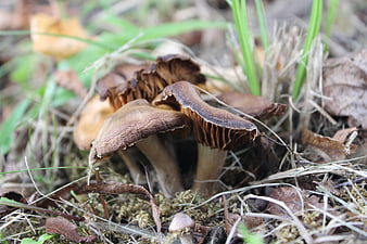 Close-up of wild mushrooms in forest undergrowth