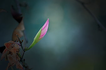 Pink flower bud with wilted bloom against blurred background