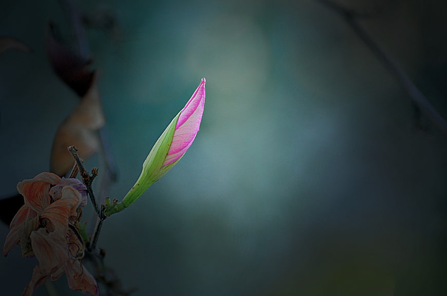 Pink flower bud with wilted bloom against blurred background
