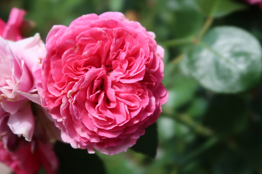 Close-up of vibrant pink rose bloom in garden