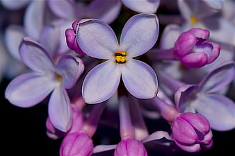 Macro Close-Up of Purple Lilac Flower with Yellow Center