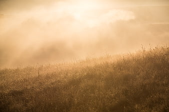 Golden Misty Grassland Landscape at Sunset