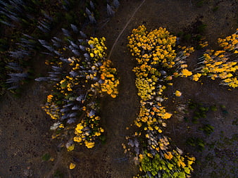 Aerial View of Golden Aspen Trees in Autumn Forest