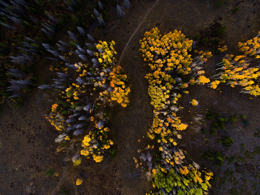 Aerial View of Golden Aspen Trees in Autumn Forest