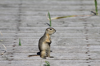 Cute ground squirrel standing on wooden deck